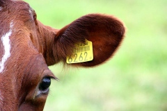A brown cow with barcoded yellow eartag