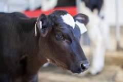Young Holstein calf in a nursery located on a dairy farm