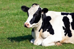 black-white-cow-lying-down-grass_268835-811