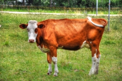 closeup-shot-brown-white-cow-farmland_181624-25202-1