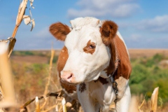 young-calf-selective-focus-pasture-farm-farm-animals_162895-899